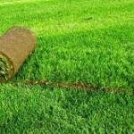 Озеленение участка за один день: полезная информация о рулонном газоне